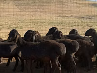 Қошқар, Hissar sheep — 5-сурет
