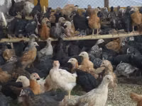 Chickens — Foto 3