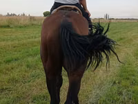 Hengst, Thoroughbred horse — Foto 2