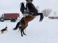 حصان, Kazakh horse — الصورة 3