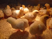 Chickens — 照片 3