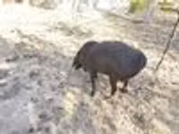 Widder, Hissar sheep — Foto 8