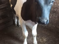 Kuh, Russian Black pied cattle — Foto 2
