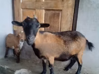 母山羊, Goats — 照片 3