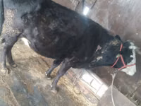 Vaca, Ganado vacuno — foto 6