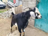 عنزة, Nubian Goat — الصورة 3