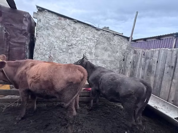 公牛, Cattle — 哈萨克斯坦