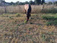 Horse (M), Russian Don — photo 5