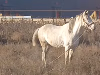 Hengst, Kazakh horse — Foto 3
