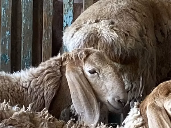 Carnero, Arashan sheep