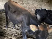 公牛, Russian Black pied cattle — 照片 3