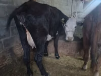 母牛, Cattle — 照片 3