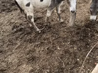 Caballo, Caballos — foto 2