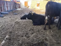 सांड, Russian Black pied cattle — फ़ोटो 7
