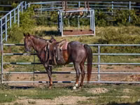 Hengst, Quarter Horse — Foto 7