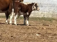 Bulle, Simmental cattle — Foto 3