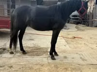 Yegua, Caballos — foto 1