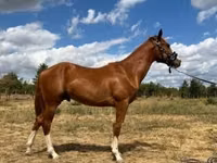 Hengst, Quarter Horse — Foto 4
