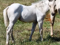 Stute, Quarter Horse — Foto 5