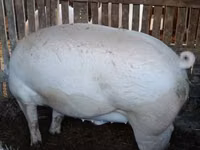 Boar — photo 3