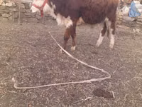 Bulle, Simmental cattle — Foto 5