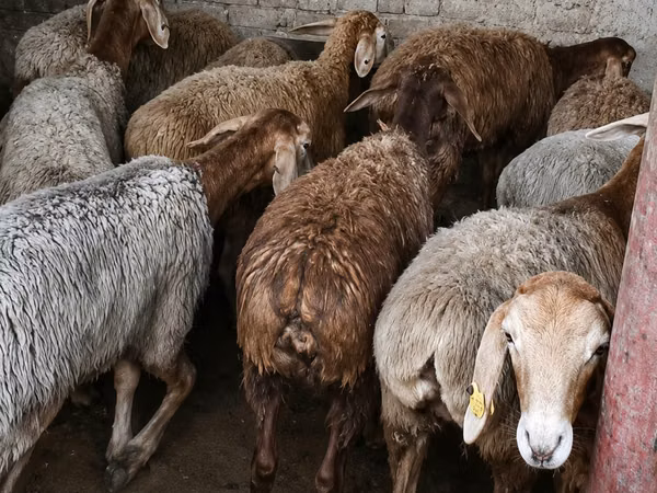 نعجة, Arashan sheep — كازاخستان