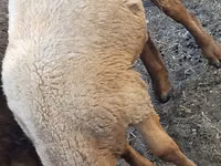 Widder, Rhon sheep — Foto 4