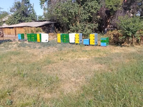 Пасека с улями.
Рута. пчела карника