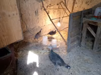 Turkeys — الصورة 1