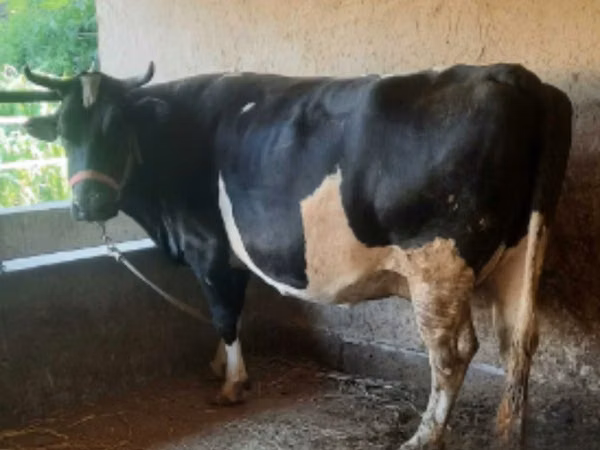 母牛, Russian Black pied cattle — 乌兹别克斯坦