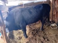 公牛, Aberdeen-Angus — 照片 2