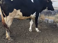 Kuh, Russian Black pied cattle — Foto 7
