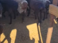 Ram, Sheep — photo 2