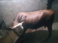 Toro, Simmental cattle — foto 2