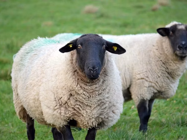 Widder, Suffolk sheep