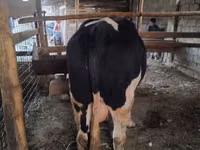 Bulle, Russian Black pied cattle — Foto 2