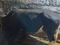 公牛, Russian Black pied cattle — 照片 2