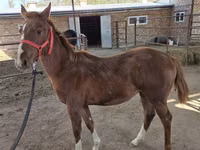 Hengst, Thoroughbred horse — Foto 3