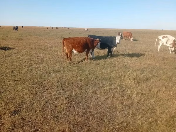 गाय, Simmental cattle — कज़ाखस्तान