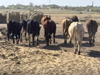 Bull, Cattle — photo 2