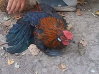 Chickens — Foto 1