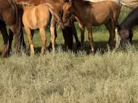 Caballo, Kazakh horse — foto 5
