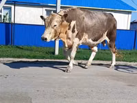 ثور, Simmental cattle — الصورة 4