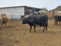 ثور, Russian Black pied cattle — الصورة 2