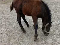 Hengst, Pferde — Foto 5