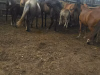 Stute, Horse breed — Foto 1