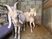 Ziegenbock, Nubian Goat — Foto 3