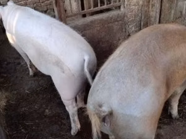 Schweine (Partie, Geschlecht nicht angegeben), 