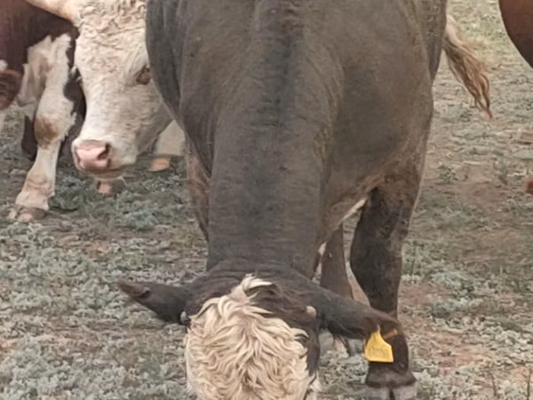 Bulle, Kasachische Weißkopfkuh