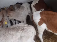 Toro, Simmental cattle — foto 6